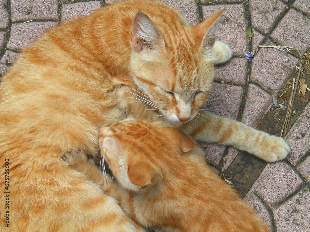 La tenerezza di mamma gatta che allatta il proprio cucciolo. La tenerezza di mamma gatta che allatta il proprio cucciolo.