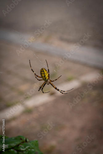 Traenheim, France - 09 05 2021: Alsatian Vineyard. Macro view of a black and yellow spider .