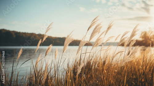 Tall grass on the shore of a lake