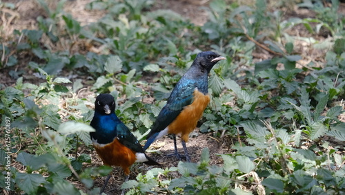 bird on the grass in Serengeti National Park