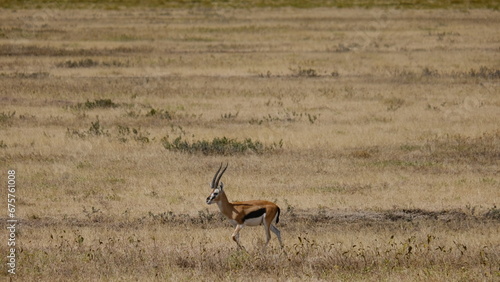 impala in the savannah of Serengeti National Park