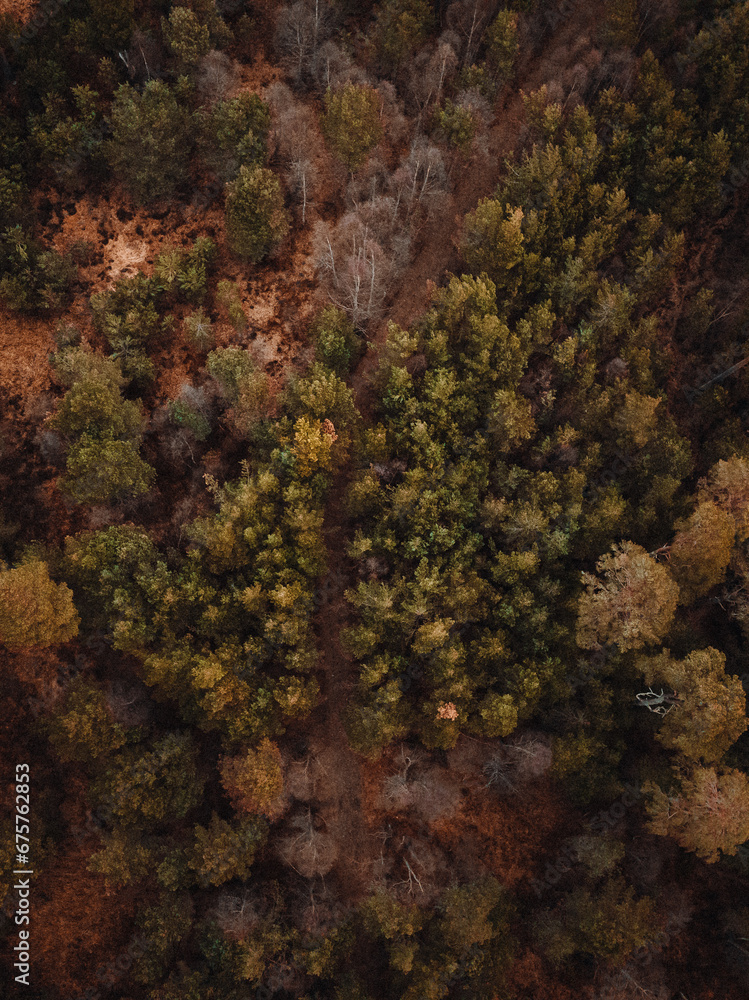 forest from above 