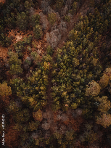 forest from above 