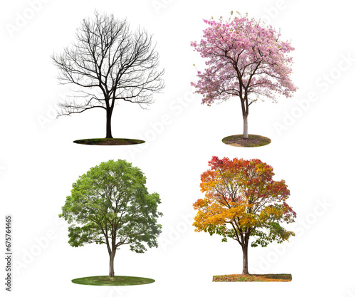All four seasons trees isolated on transparent background photo