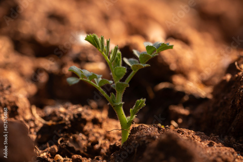 Close-up of a chickpea plant in the ground growing in the garden