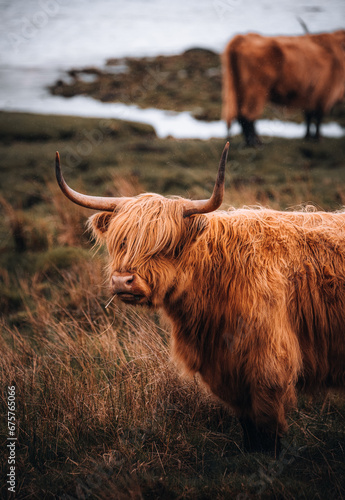 scottish highland cow © BillyClicksScotland