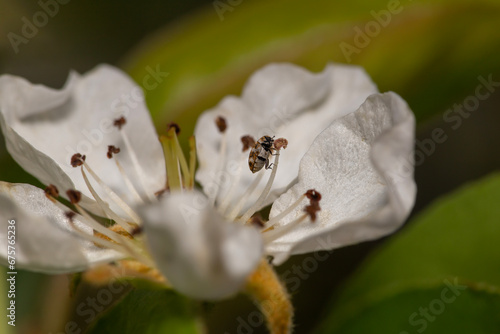 carpet beetle on a pear tree flower in blossom