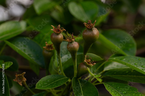 Closeup of unripe pears growing on a pear tree with raindrops on the leaves