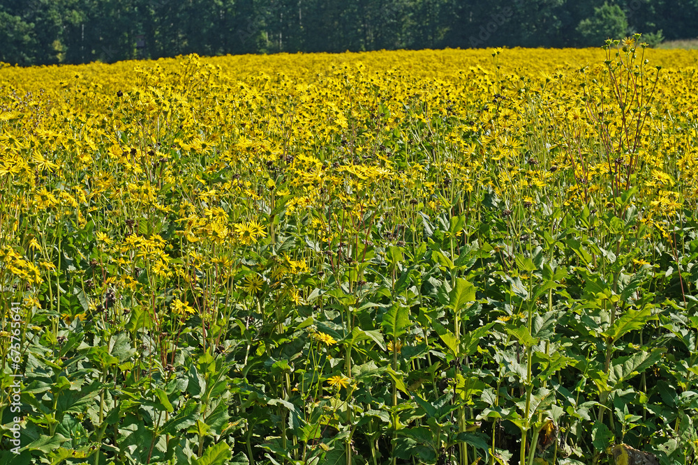Obraz premium Sonnenblumenfeld