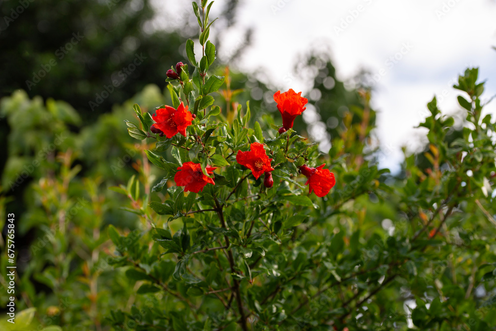 red pomegranate flowers on pomegranate trees during springtime 