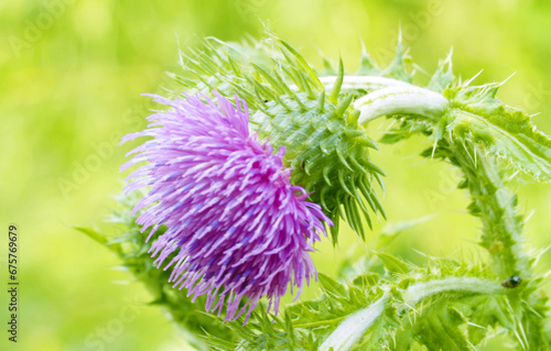 Beautiful lilac wildflower on the lawn