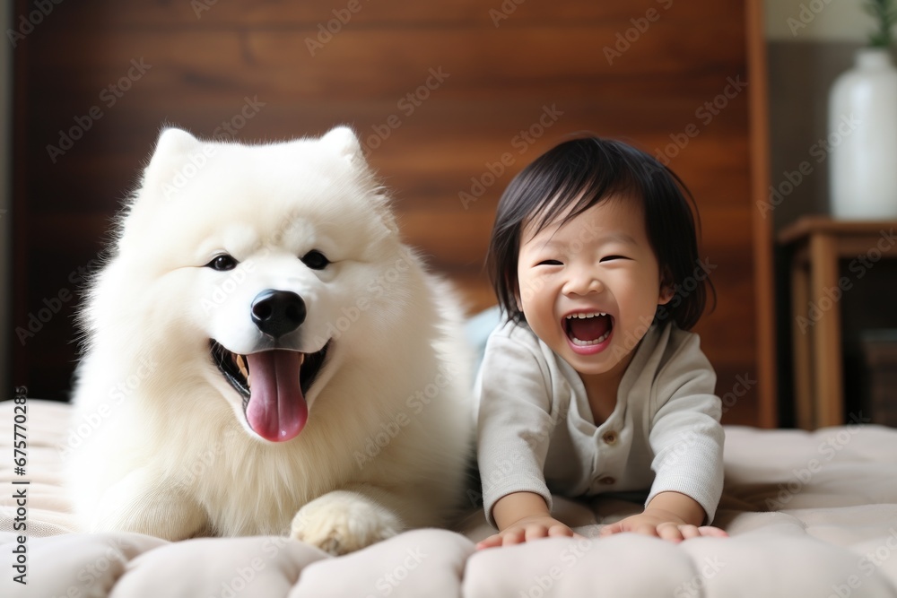 Young asian child playing with samojed dog - obrazy, fototapety, plakaty 