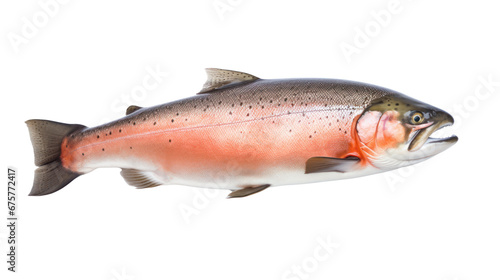 A salmon fish on the transparent background