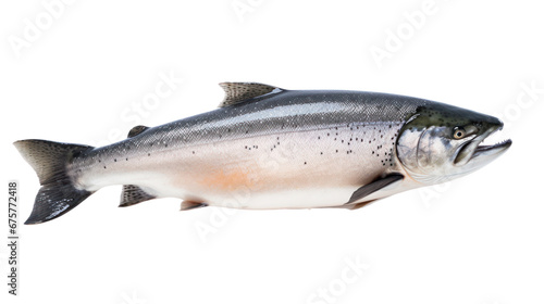 A salmon fish on the transparent background