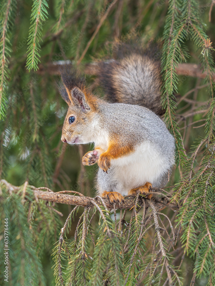 The squirrel sits on a branches without leaves in the winter or autumn The squirrel sits on a branches without leaves in the winter or autumn