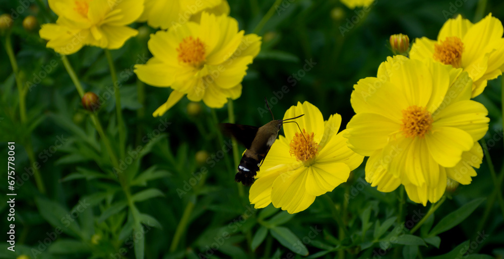 Hummingbird moth flying on a yellow flower field Hummingbird moth flying on a yellow flower field