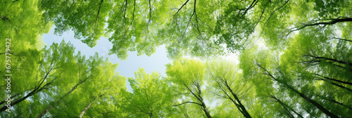 wide view of tall green trees photo