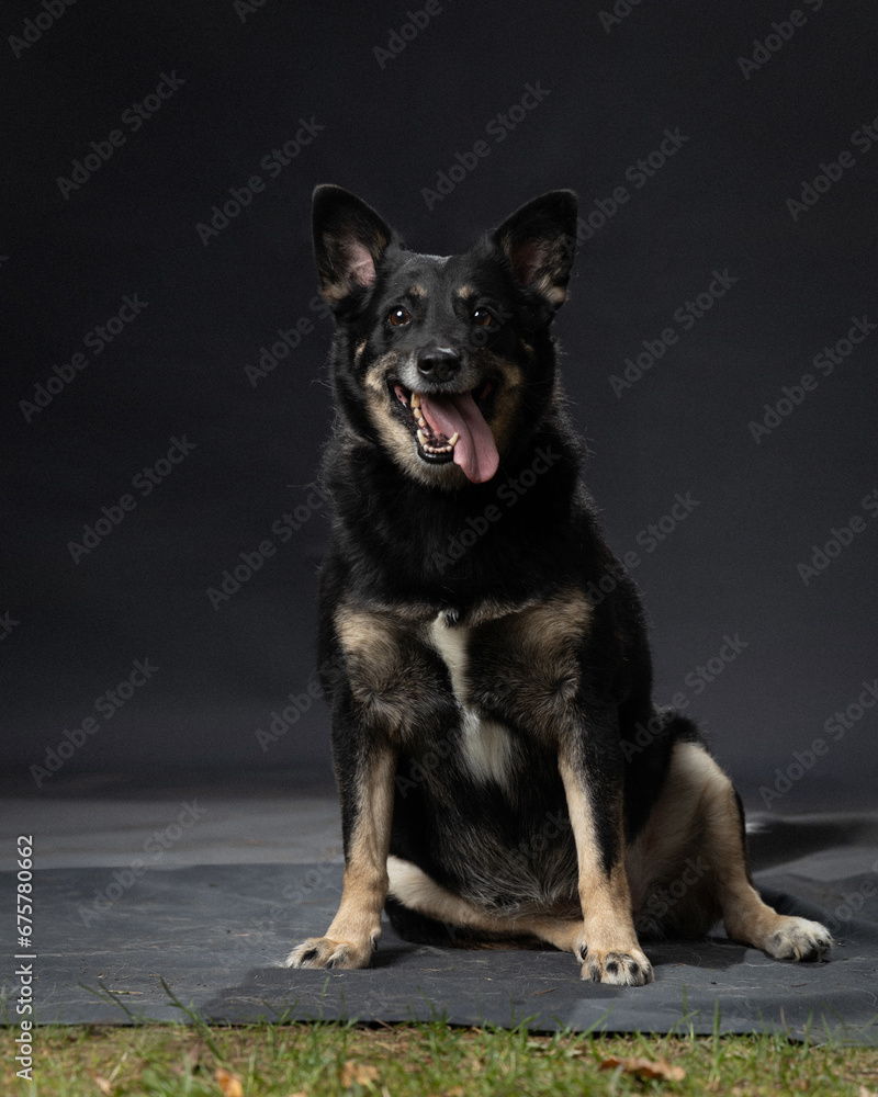 different breeds of dogs on a gray background