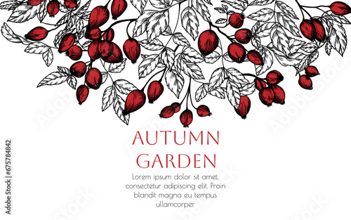 Vector illustration of rosehip berry in engraving style