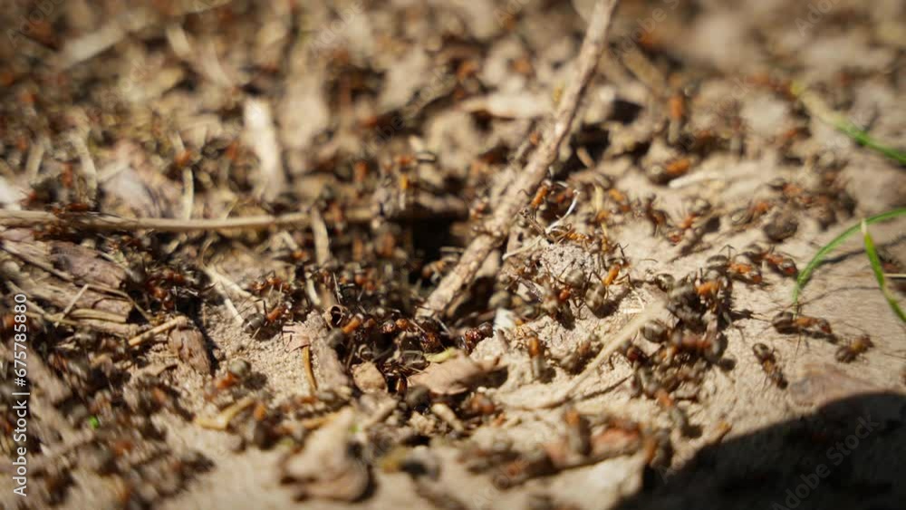 A swarm of ants build an anthill A swarm of ants build an anthill
