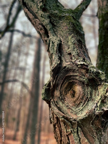 Tree trunk with a crater-like hole in the center. © Wirestock