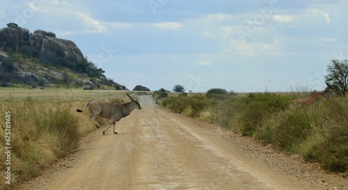 Eland du Cap - Tanzanie 1/2