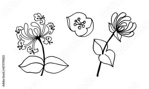 Set of elements of honeysuckle branches with flowers, black outline drawing with white fill.