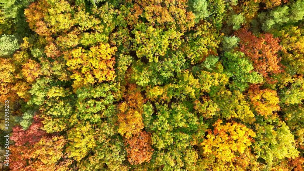 Autumn forest seen from above during a beautiful fall day with multiple colors of leaves on the trees in the Veluwe nature reserve in Gelderland. Autumn forest seen from above during a beautiful fall day with multiple colors of leaves on the trees in the Veluwe nature reserve in Gelderland.