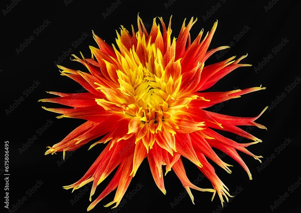 Vibrant red and yellow summer sizzle Dahlia flower isolated on black background Vibrant red and yellow summer sizzle Dahlia flower isolated on black background