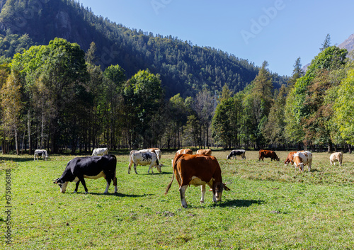 Usseglio, Piedmont, Italy - October 1, 2013: Cows grazing in the meadow next to the church.