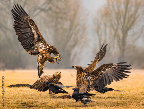 Eurasion sea eagles and crows fighting over prey photo
