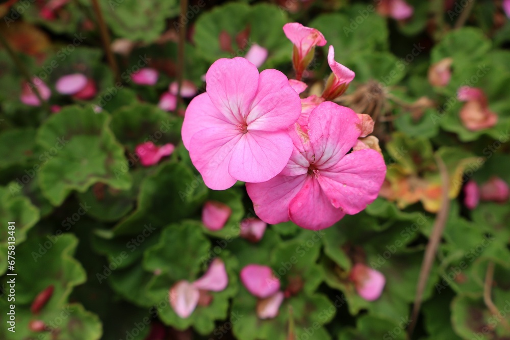Delicate pink flower against a lush green background of foliage Delicate pink flower against a lush green background of foliage