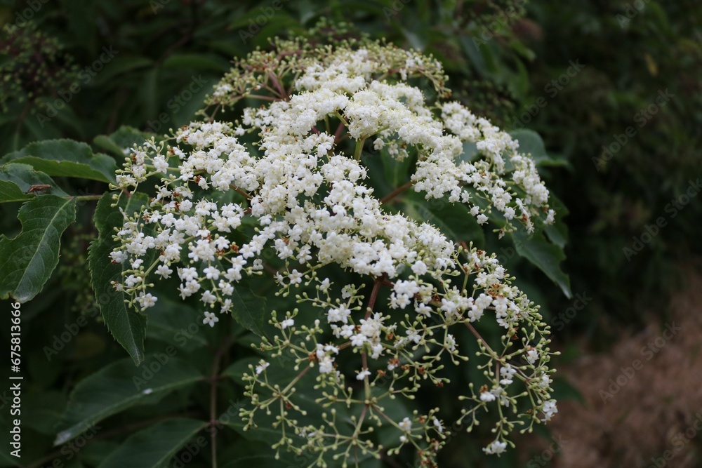 Vibrant cluster of white flowers blooming in a lush bush, surrounded by vibrant, green foliage