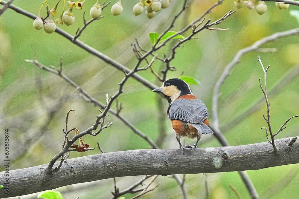 varied tit is on a japanese snowball tree varied tit is on a japanese snowball tree