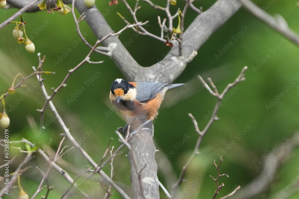 varied tit is on a japanese snowball tree varied tit is on a japanese snowball tree
