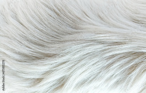 white dog fur texture background

