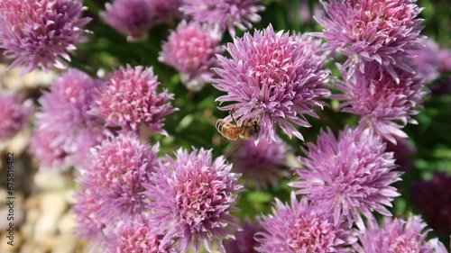 Closeup shot of a bee on pink chives flowers.