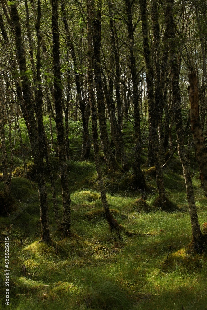 Forest at mid-day in Scotland