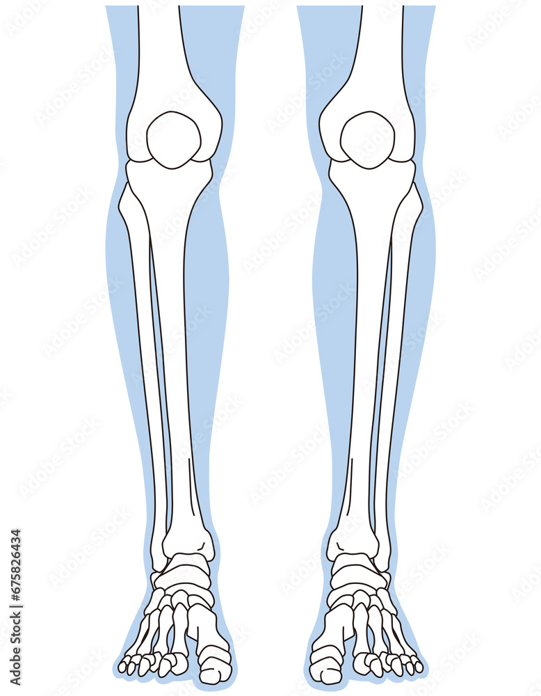 足関節　足首の関節　正面　骨格