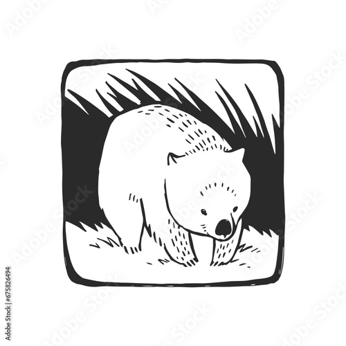 Vector hand-drawn illustration of wombat on grass isolated on white. Stamp with wild Australian animal in sketch style.