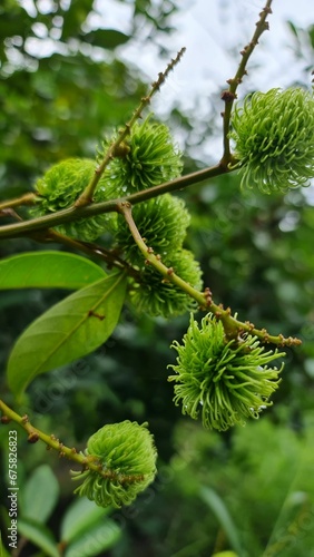 Close-up shot of a tree branch with bright green Rambutan leaves