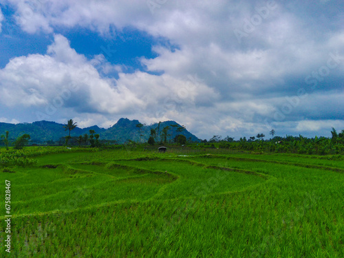 Aerial view of lush green rice terraces in Pronojiwo, Lumajang, East Java, Indonesia. photo