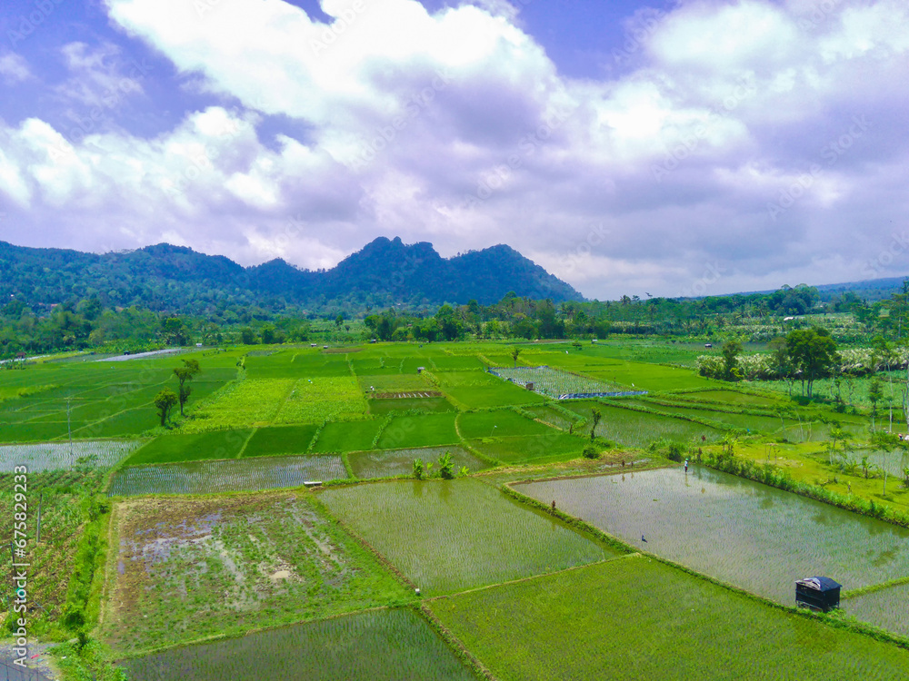 Aerial view of lush green rice terraces in Pronojiwo, Lumajang, East Java, Indonesia.