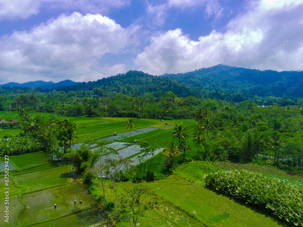 Aerial view of lush green rice terraces in Pronojiwo, Lumajang, East Java, Indonesia.