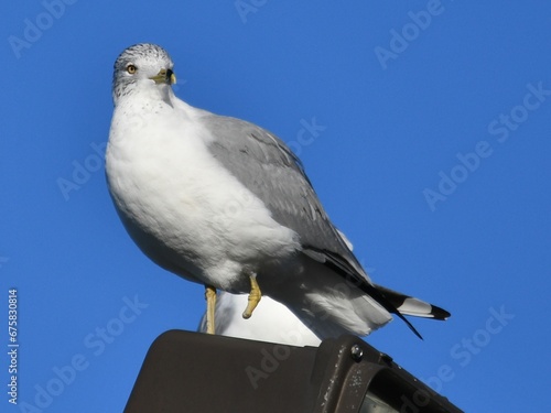 White seagull perched on a street light