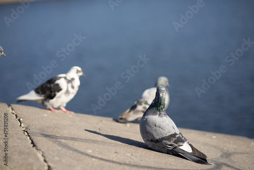 pigeon on the ground