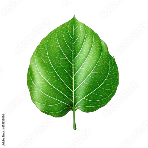 Leaf-shaped Green Paper Stickers with Visible Veins Isolated on Transparent or White Background  PNG