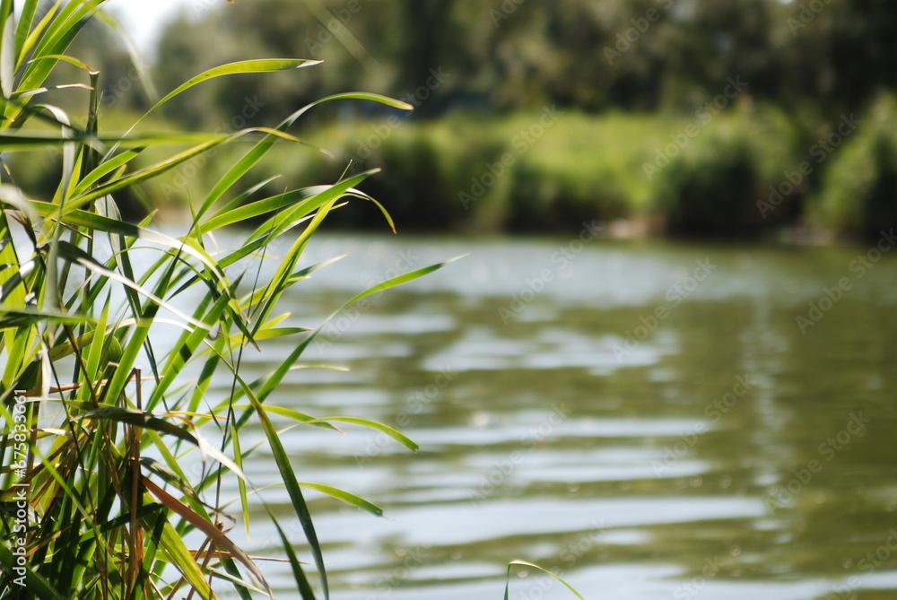 Fototapeta premium grass in the water