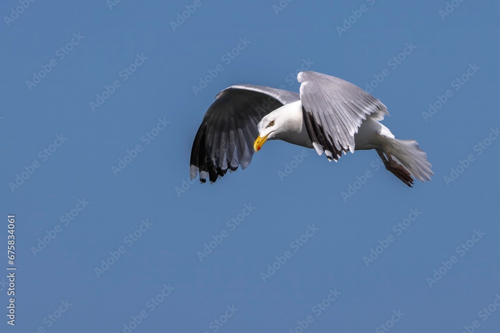 Fototapeta premium Closeup of a European herring gull (Larus argentatus) flying in the sky