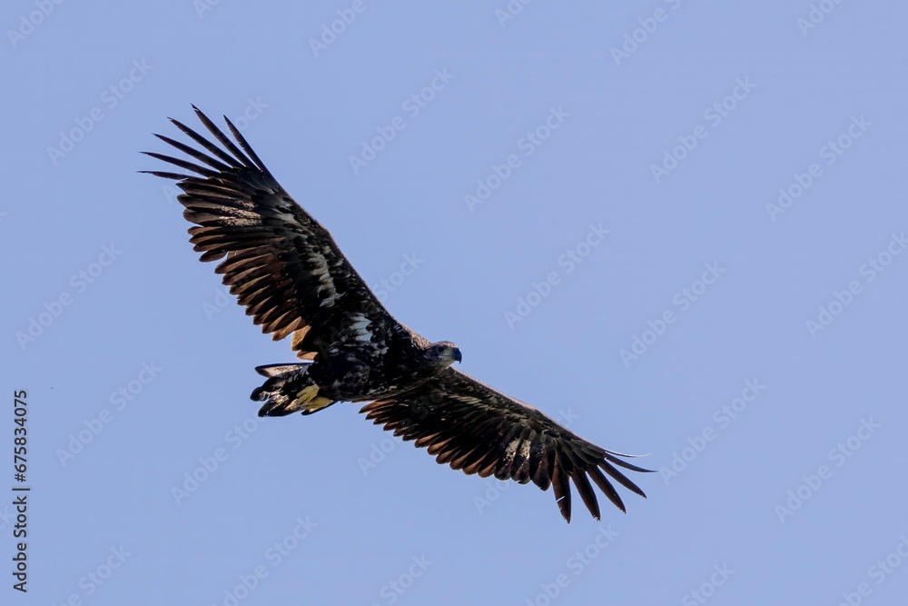 Fototapeta premium Closeup of a Juvenile white-tailed eagle (Haliaeetus albicilla) flying in the sky